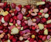 nocedettaglio_4_foto_Paola_Viesi