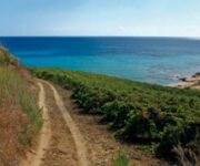 vineyard-tour-mandrarossa-vigneto-syrah