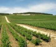 Feudo_Arancio_tenuta_di_Sambuca_di_Sicilia