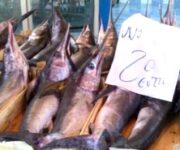 pescespada
