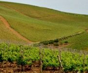 spadaforafoto_2_i_vigneti_ad_aprile_1