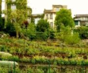 vignes-montmartre-vin