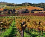 Napa_Valley