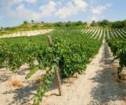 cva-viticultori-canicatti