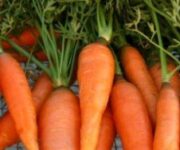 Carote_novelle_di_Ispica_IGP_2