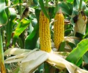 corn-field1