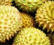 durian