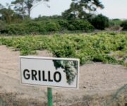moziagrillo