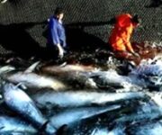 pesca-tonno-rosso