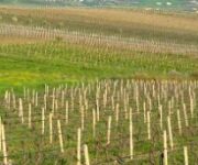 sambuca_di_sicilia-51c16f0631a5e