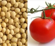 soia-pomodoro
