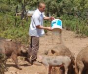 suino_razza_sarsuinoallevatoreda_d0_2