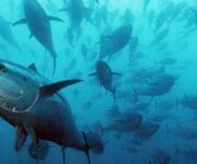 tonno-rosso-in-estinzione