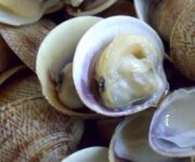 vongole