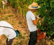 Franciacorta_Vendemmia_-_PH_Fabio_Cattabi_3