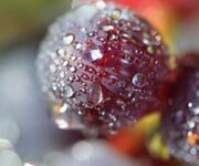 Vendemmia-in-Champagne-4