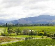 vigneto-in-nuova-zelanda