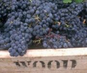 harvest_grapes