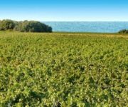 vigneto-mare-tenuta-maime-tormaresca