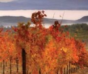 Lake-County-Vineyards