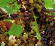 MoscatoRealeal30Settembre