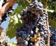 grappoli_uva