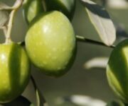 oliveverdi