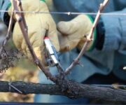 Scuola_di_Potaturahp