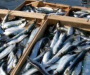 festa-pesce-azzurro-san-vito-lo-capo-tempuricapuna