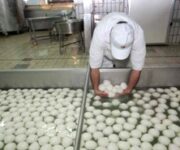 mozzarellastabilimento