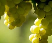 grappoli1