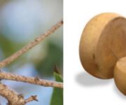 eccellenza_siciliana