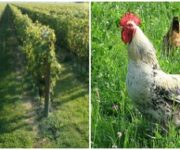 galline_vigneto