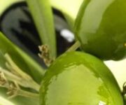 olio-olivahp