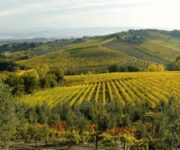 vigneti-toscana