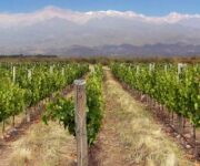 Mendoza_Argentine
