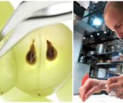 crippaoliovinacciolo