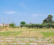 detenutigarbojcampoimpaginato