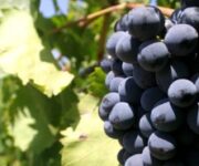 nerodavola-vigna_40_1