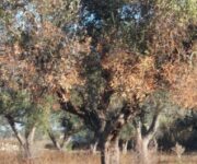 xylella1