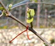 Confusione_sessuale_Cantinaimpaginato