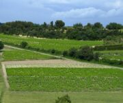 Paysage_viticole_VISANFR84_Cotes_du_Rhone_Village