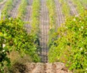 sevastopol-terroir-01