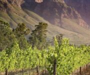 South-African-vineyard