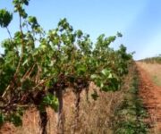 australia_organic_wine