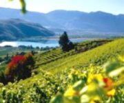 suedtirol-in-den-weinbergen