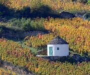 Meursault-016-640×480