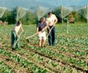 agricoltura-620×465