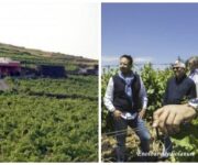 giovannilucchesevignetihp