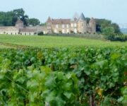 vignes-bordelais-2